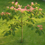 Siidipuu "Albicja Jedwabista" seemned, 3 pakki komplektis