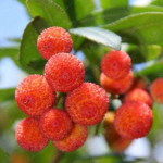 Maasikapuu seemned, 40 seemet