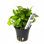 Invital Staurogyne repens korv &Oslash; 5,5 cm