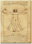 Laboratorio 102 Leonardo Da Vinci Mehe Vitruviuse inimese keha l&otilde;uendil pilt - kunstiline tr&uuml;kk raamiga Classic 2 cm kuusk - moodne pilt riputamiseks (40 x 30 cm)