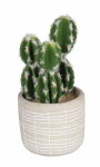 Kunsttaim potis, kaktus Splendid Cactus, hele pruun/roheline, 14 cm
