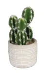 Kunsttaim potis, kaktus Splendid Cactus, hele pruun v./roheline v., 14 cm