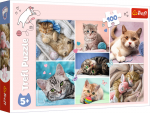 Pusle Trefl Cats World, 27.8 cm x 41 cm, 100 tk