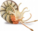 M&auml;ngukujuke Collecta Pleuroceras Ammonite 88902, 11.9 cm, pruun v.