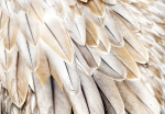 Fototapeet Artgeist Close-Up Of Bird'S Wings - Uniform Close-Up On Beige Bird Feathers, 70 cm x 100 cm