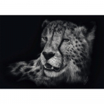 Pusle Schmidt Ashley Rader: Speed - Cheetah, In The Sign Of Grace, 1000 tk
