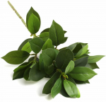 Kunsttaim Homla Edera, roheline v., 79 cm