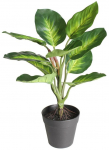 Kunsttaim potis Splendid Dieffenbachia 35, roheline v., 35 cm