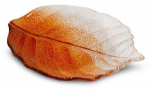 Dekoratiivne taldrik Sava 02, 26 cm x 19 cm