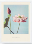 Fotomaal Wallity, bc523362-5575, 55 cm x 75 cm