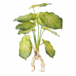 Kunsttaim 287, heleroheline, 45 cm