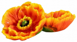 K&uuml;&uuml;nal, komplekt, kuju Homla Meadow Flowers, 2 tk, Oranž v.
