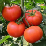 Istik Horticom
