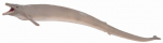 M&auml;ngukujuke Collecta Basilosaurus Whale 88797