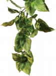 Akvaariumi dekoratsioon Exo Terra Amapallo, roheline v., S