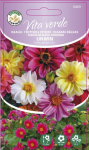 Seemned Vita Verde daaliad Unwin Dahlia Pinnata Cav.