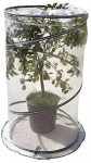 Mini kasvuhoone Verdemax Pop-Up Citrus, 90 cm x 90 cm x 150 cm