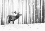 Fototapeet Artgeist Deer In The Snow (Black And White), 70 cm x 100 cm