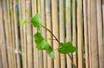 Bambusaed Garden Center 2019753, 3 cm x 2 cm, pruun v.
