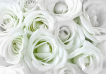 Fototapeet Artgeist Satin Rose (Green), 70 cm x 100 cm