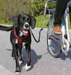 Koera rihm Trixie Dog Biker, must v.