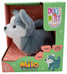 M&auml;nguloom koer Pugs At Play Milo, hall