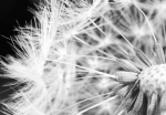Fototapeet Artgeist Black And White Dandelion, 70 cm x 100 cm