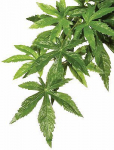 Akvaariumi dekoratsioon Exo Terra Abuliton 007289, roheline v., 55 cm