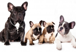Fototapeet Artgeist French Dogs, 70 cm x 100 cm