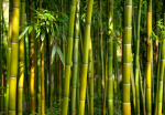 Fototapeet Artgeist Oriental Garden, 70 cm x 70 cm