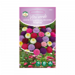 Seemned Vita Verde hiina aedaster Pompon Callistephus Chinensis L. Ness