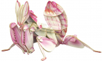 3D-pusle MakeBug Orchid Mantis MB-B-0003, 5 cm x 10 cm, valge v./roosa v.