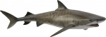 M&auml;ngukujuke Collecta Tiger Shark 88661, 16.5 cm, hall v.