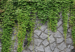 Fototapeet Artgeist Green Wall, 70 cm x 100 cm