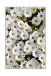 Vaip sise Conceptum Hypnose HMNT521, eriv&auml;rviline, 80 cm x 50 cm