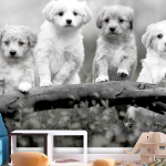 Fototapeet Artgeist Four Puppies, 70 cm x 100 cm