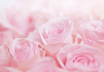 Fototapeet Artgeist Ocean Of Roses, 70 cm x 100 cm