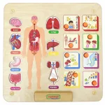 Arendav tahvel, inimkeha Masterkidz Body System, beež v.