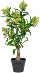 Kunsttaim House Nordic Skimmia Tree, roheline v., 75 cm
