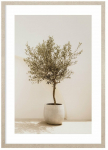 Fotomaal Olive Tree, 53 cm x 73 cm