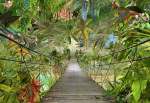 Fototapeet Komar WILD BRIDGE 8-977, 254 cm x 368 cm