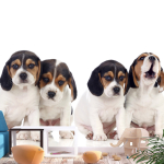 Fototapeet Artgeist Sad Puppies, 70 cm x 100 cm
