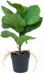Kunsttaim potis Home4you Greenland Clusia rosea, roheline, 35 cm