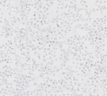 Tapeet A.S.Creation Pacifica 397232, vin&uuml;&uuml;l, valge/helesinine