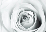 Fototapeet Artgeist Rose Charade, 70 cm x 100 cm