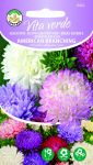 Seemned Vita Verde hiina aedaster American Branching Callistephus Chinensis L. Ness