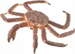 M&auml;ngukujuke Collecta King Crab 88851, 12.4 cm, pruun v.
