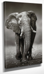 Reproduktsioon Wallity DC064, 40 cm x 30 cm