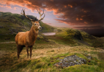 Fototapeet Artgeist Deer On Hill, 70 cm x 100 cm