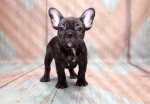 Fototapeet Artgeist French Bulldog, 70 cm x 100 cm
